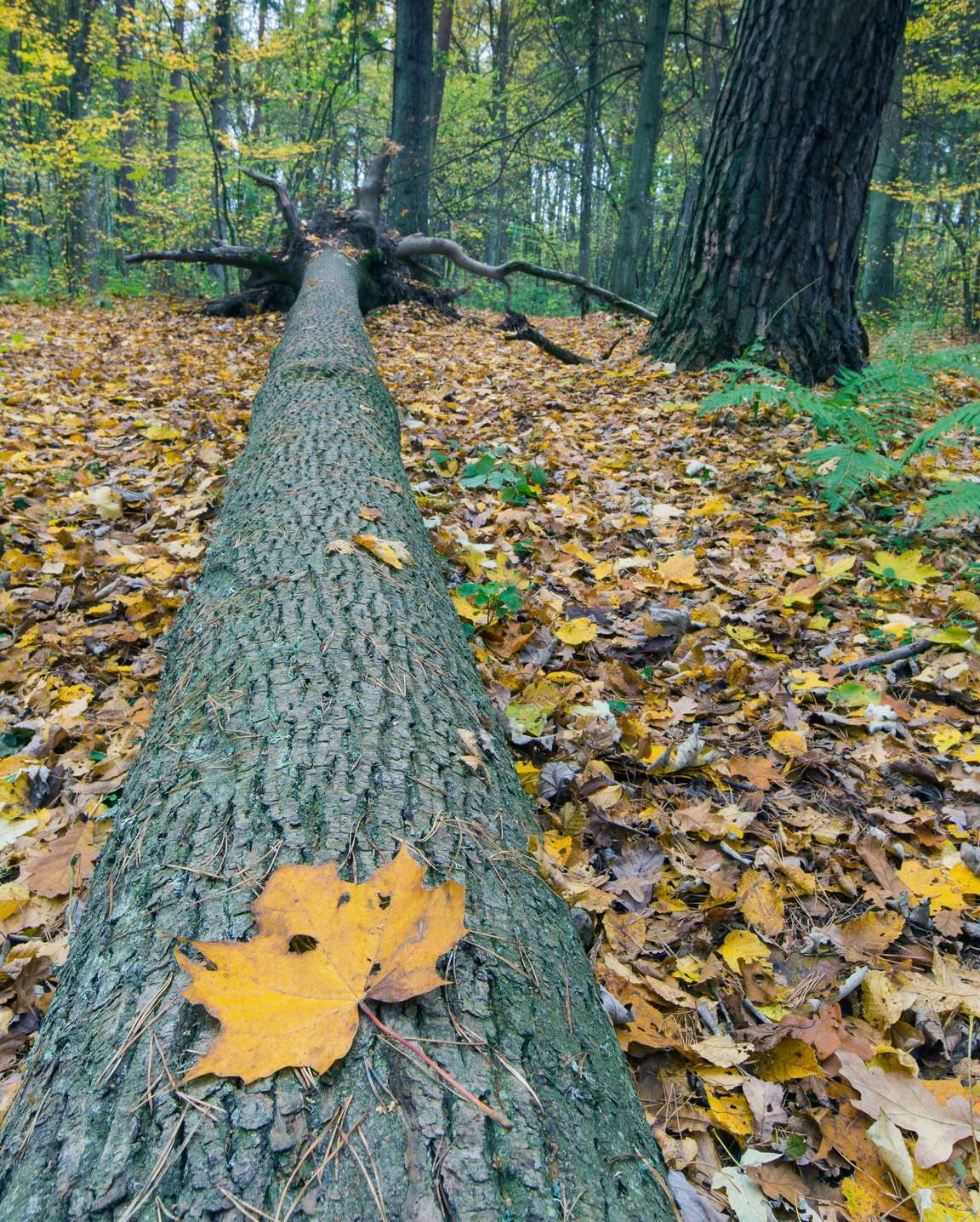 Autumnal Forest Landscape